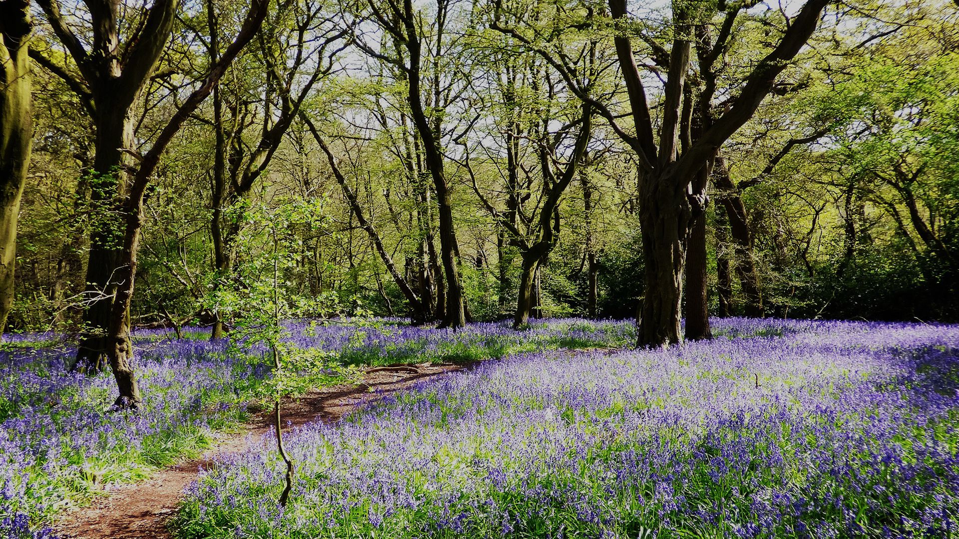 Woodford Green Area Guide Douglas Allen