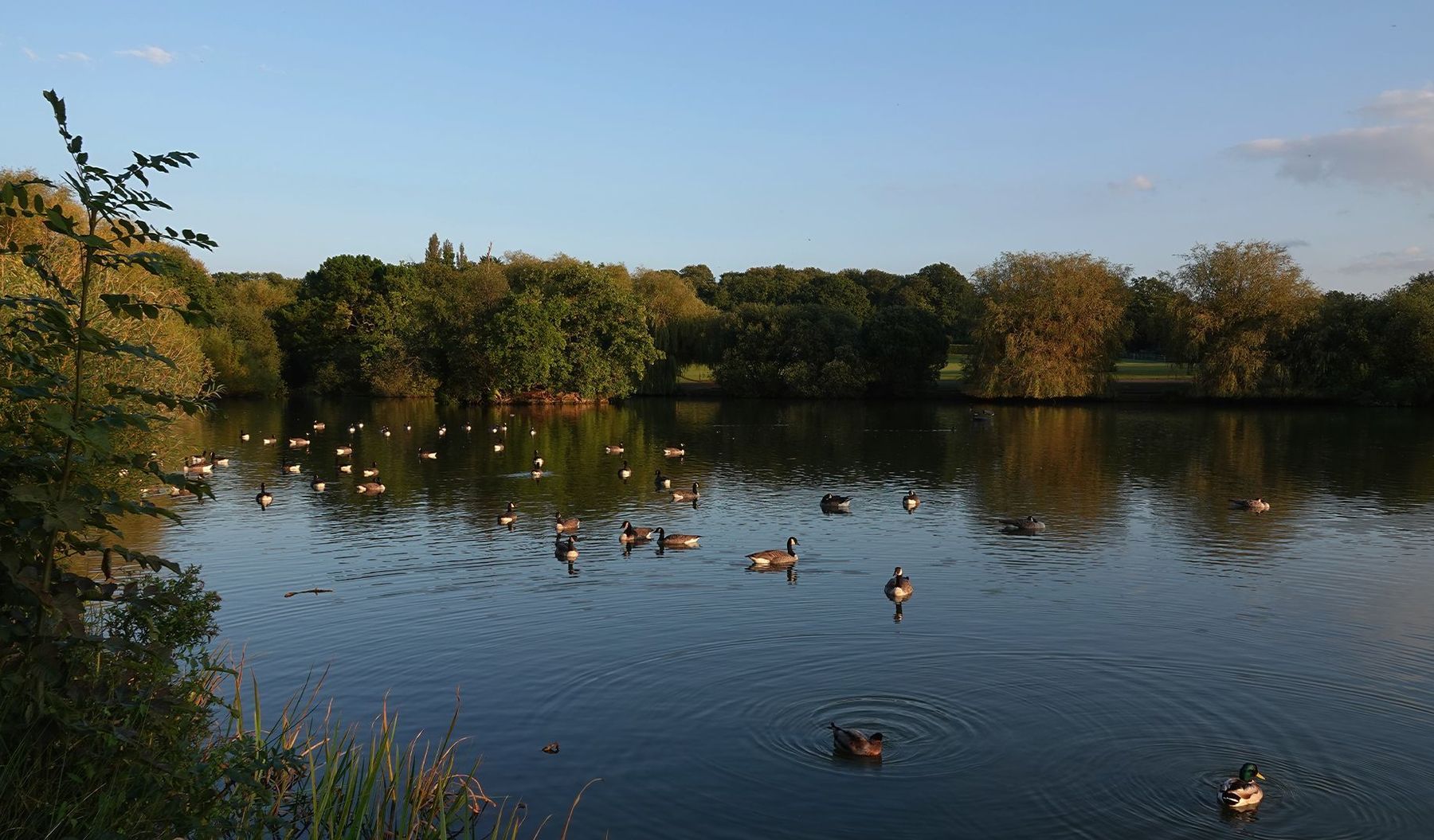 Billericay Area Guide - Douglas Allen