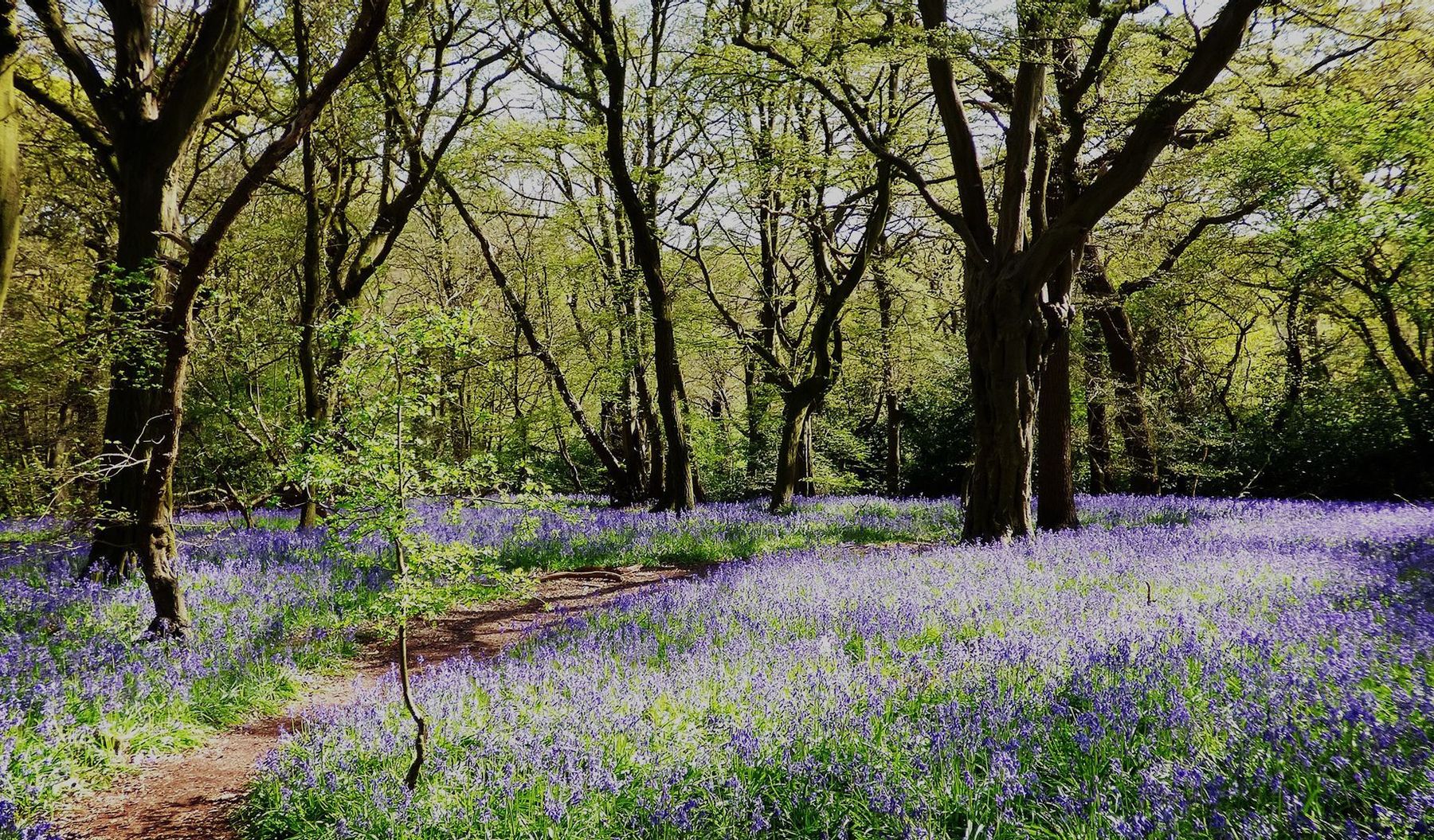 Woodford Green Area Guide - Douglas Allen